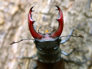 Scarabei o coleotteri: caratteristiche e alimentazione