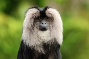 Il sileno: habitat e abitudini di questo primate