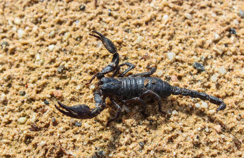 Scorpione nero