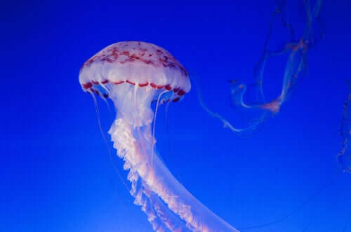 I tentacoli delle meduse