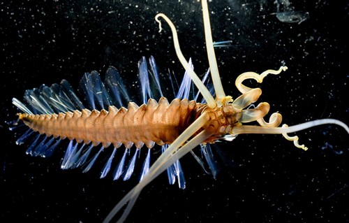 Il verme-calamaro che vive negli abissi
