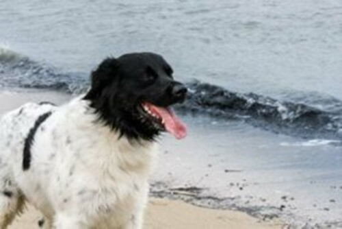 Wetterhoun: un cane olandese coraggioso e amorevole