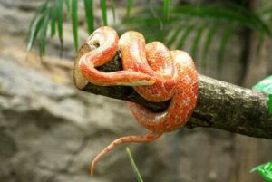 È possibile adottare un animale esotico?