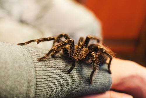 Animali esotici ragni: tarantola sul braccio del padrone