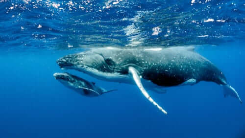 l'influenza negli animali può colpire anche le balene