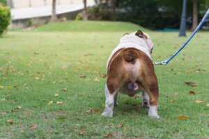 Castrazione chimica nel cane: in cosa consiste?