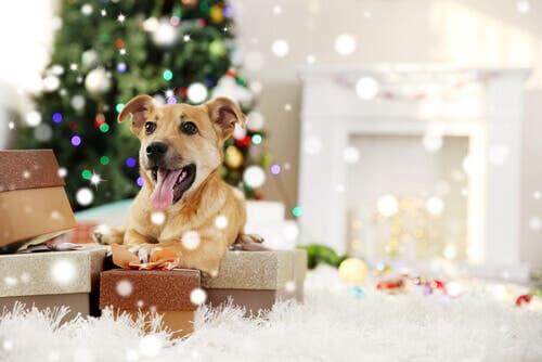 Regalare un animale domestico per Natale: cane tra i regali.