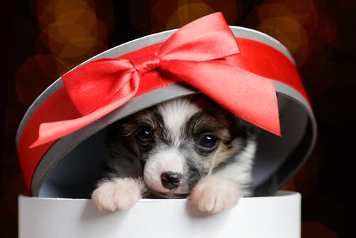 Regalare un animale per Natale può non essere sempre una buona idea.