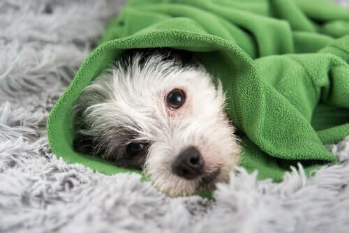 Consigli per prevenire il raffreddore nei cani