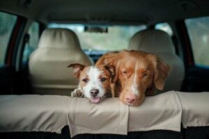 Perché non bisogna lasciare il cane chiuso in auto