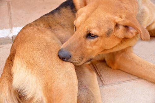 l'eccesso di pulizia nei cani può provocare lesioni della pelle o perdita di pelo