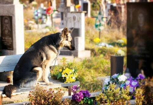 Cane nella tomba del suo proprietario