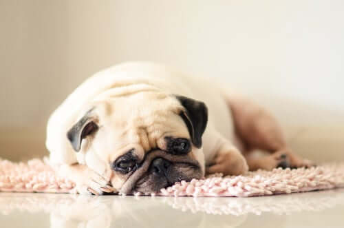 Cane stanco sul tappeto