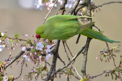Caratteristiche del parrocchetto