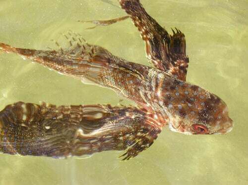 Pesce con le ali in acqua