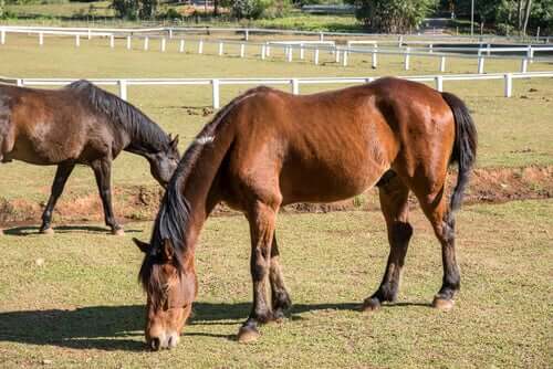 Cavalli magri che pascolano e fatica cronica negli animali