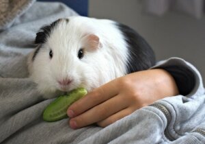 Stress Nelle Cavie Tutto Quello Che C E Da Sapere I Miei Animali