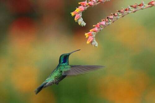 Sapevate che il colibrì è importantissimo per l'impollinazione?
