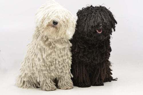 Coppia di cani uno bianco e uno nero