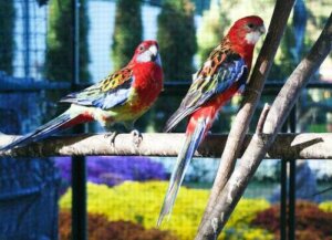 Le abitudini di riproduzione della rosella orientale