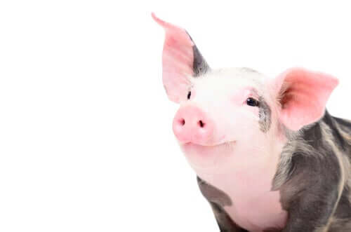 Cucciolo di maiale e immunologia veterinaria