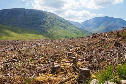 Deforestazione, tra le cause della sesta estinzione di massa