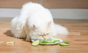 Si può nutrire un gatto con una dieta vegetariana?
