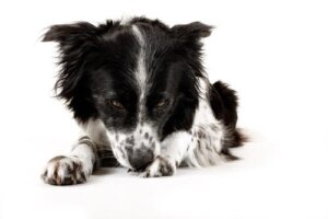 Eccesso di pulizia nei cani: come prevenirlo e trattarlo