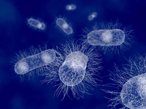 Escherichia coli: il batterio dei mammiferi