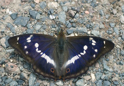 la farfalla iride si nutre di cadaveri e frutta marcia