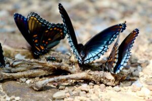 Esistono farfalle carnivore? La risposta è sì.