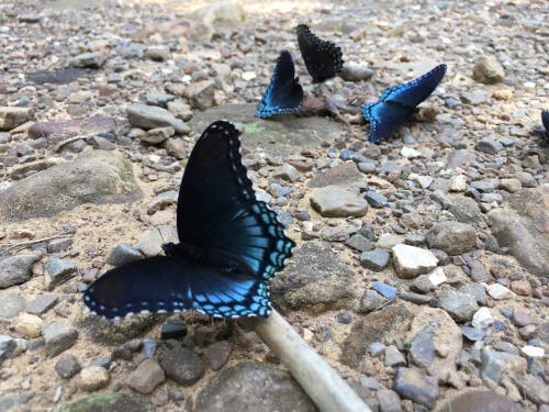 l'1% di questi insetti è rappresentato da farfalle carnivore