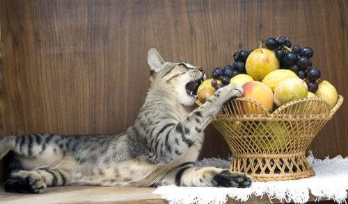 gatto che gioca con la frutta