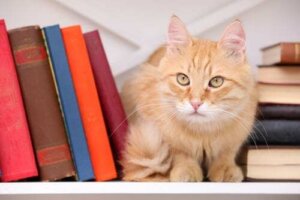 Gatti e letteratura: ispirazione per gli scrittori