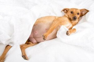 Gravidanza isterica nei cani: cause e trattamento
