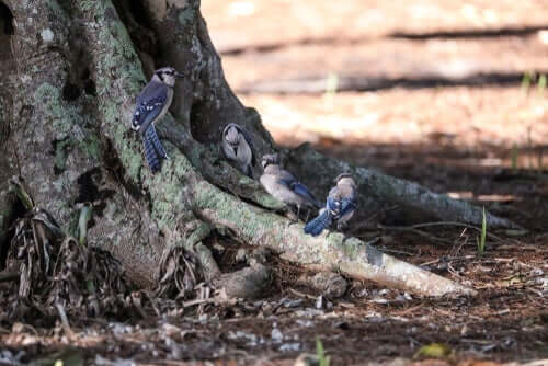 gruppo di uccelli ai piedi di un albero