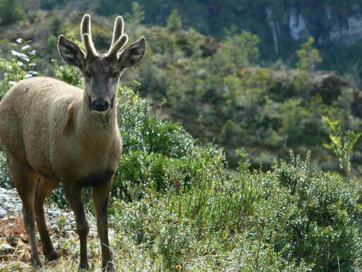 Huemul cervidi meno conosciuti