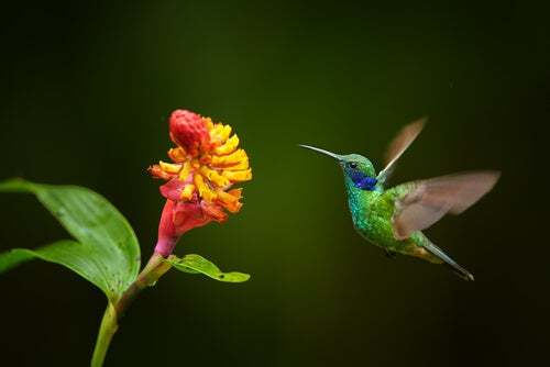 Impollinazione del colibrì