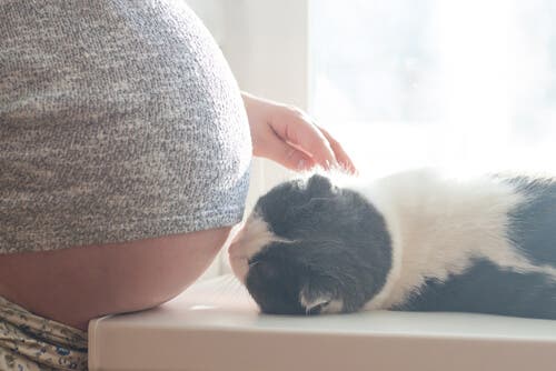 ci sono molti miti che riguardano i gatti e la gravidanza