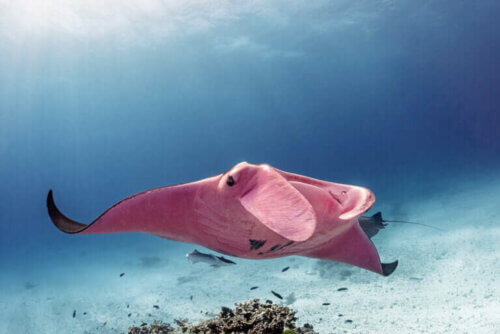 Avvistata di nuovo la manta rosa della Grande Barriera Corallina