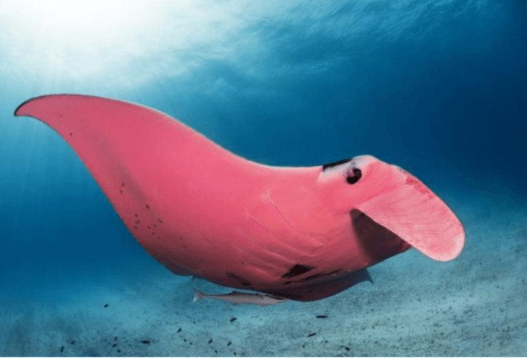 manta rosa della barriera corallina