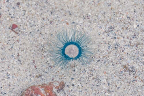 Medusa bottone blu sulla sabbia
