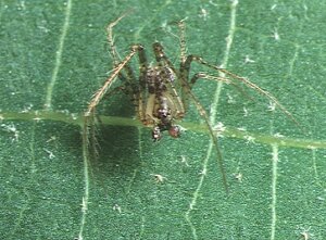 Ragno pirata: sopravvivere cacciando altri ragni