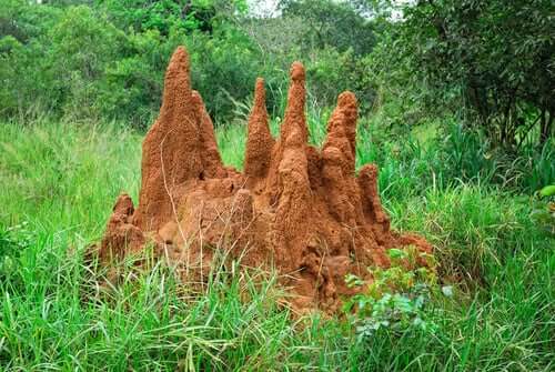 Montagna di terra creata dalle termiti