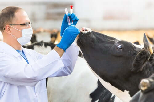 Immunologia veterinaria per evitare e trattare le malattie