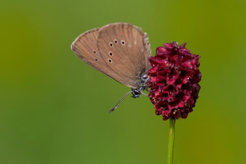 le Phengaris nausithous sono farfalle carnivore che abitano buona parte dell'Europa