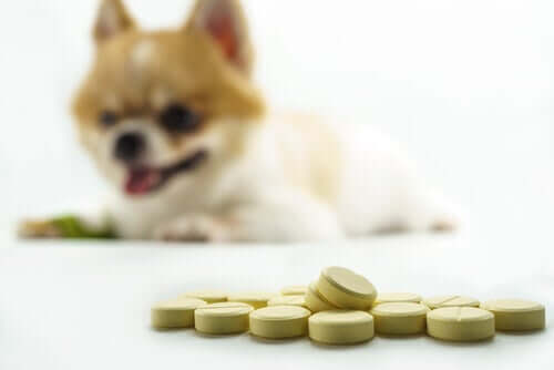 somministrare ibuprofene e paracetamolo ai cani potrebbe essere molto pericoloso