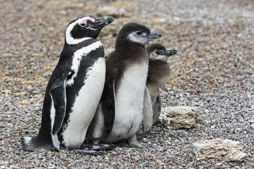 Pinguino della Patagonia