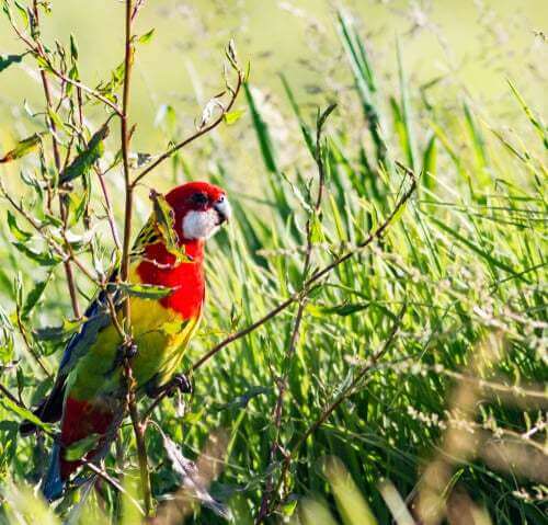 Platycercus eximius, rossella orientale allo stato selvatico