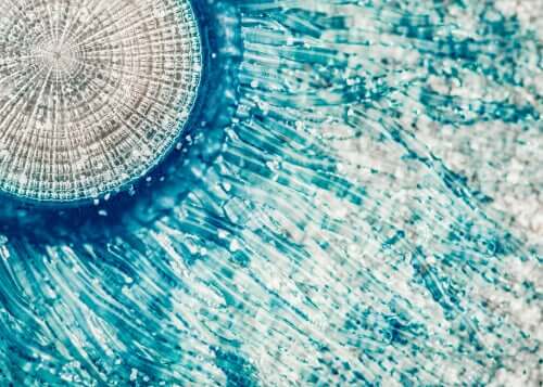 Fisiologia della Porpita porpita